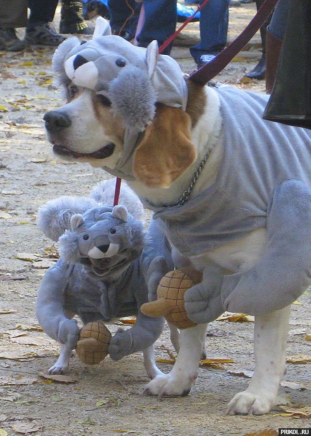 dogs-costumes-14