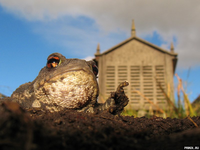 fotoprikol-13nov2009-11