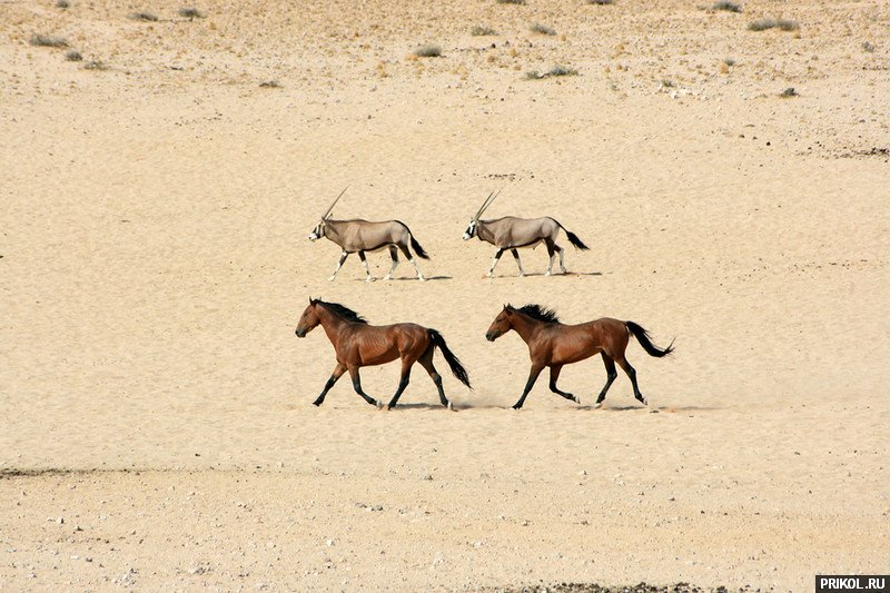 fotoprikol-13nov2009-12