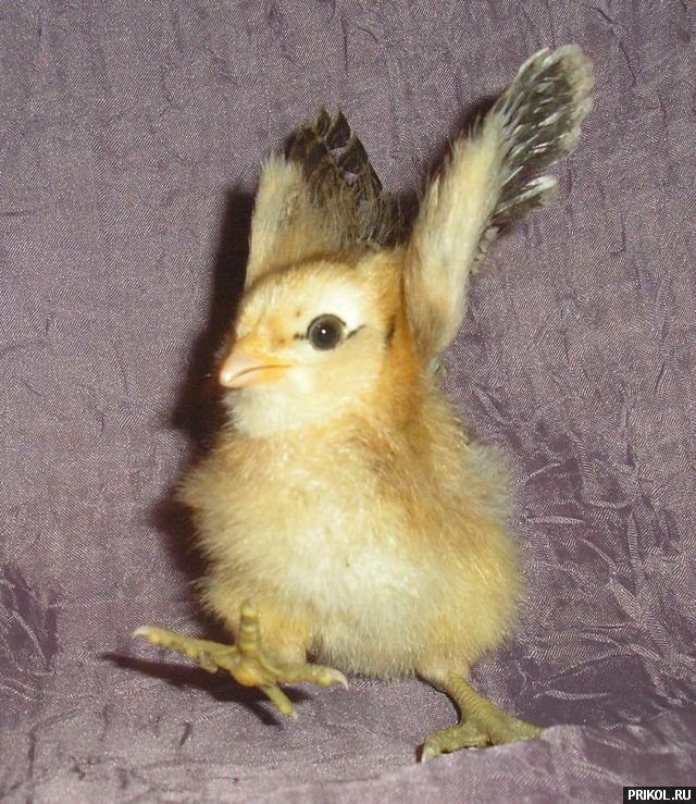 fotoprikol-13nov2009-26