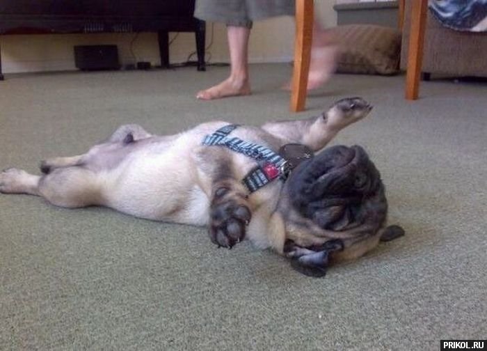 fotoprikol-13nov2009-28