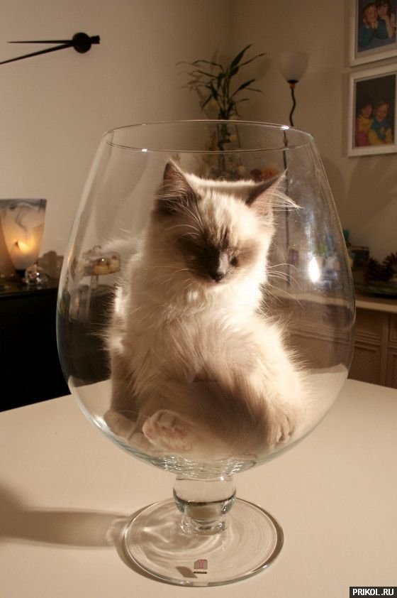 fotoprikol-13nov2009-35