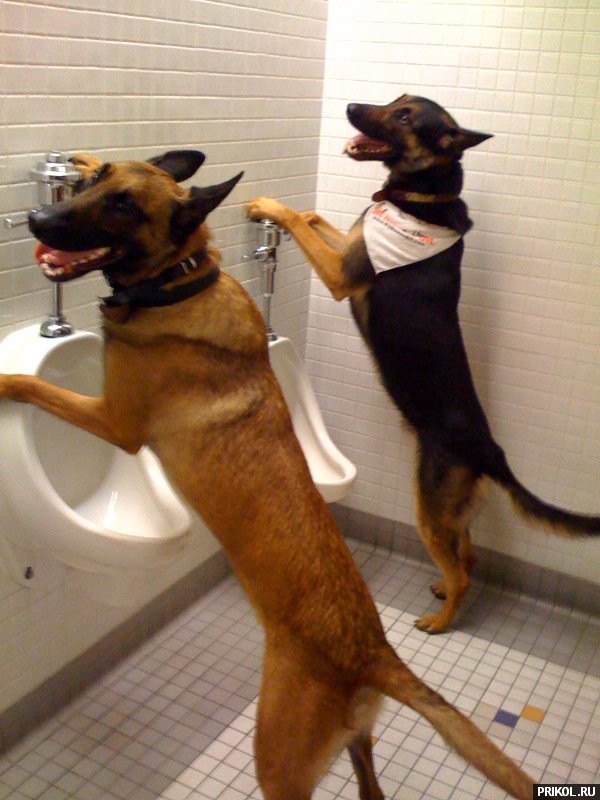 fotoprikol-13nov2009-43