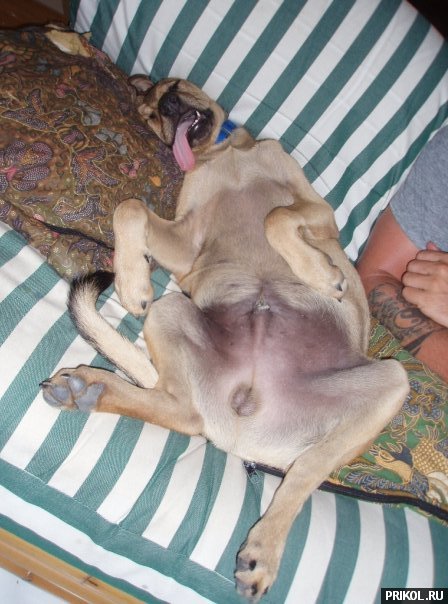 fotoprikol-13nov2009-52