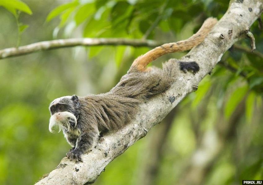 fotoprikol-13nov2009-60