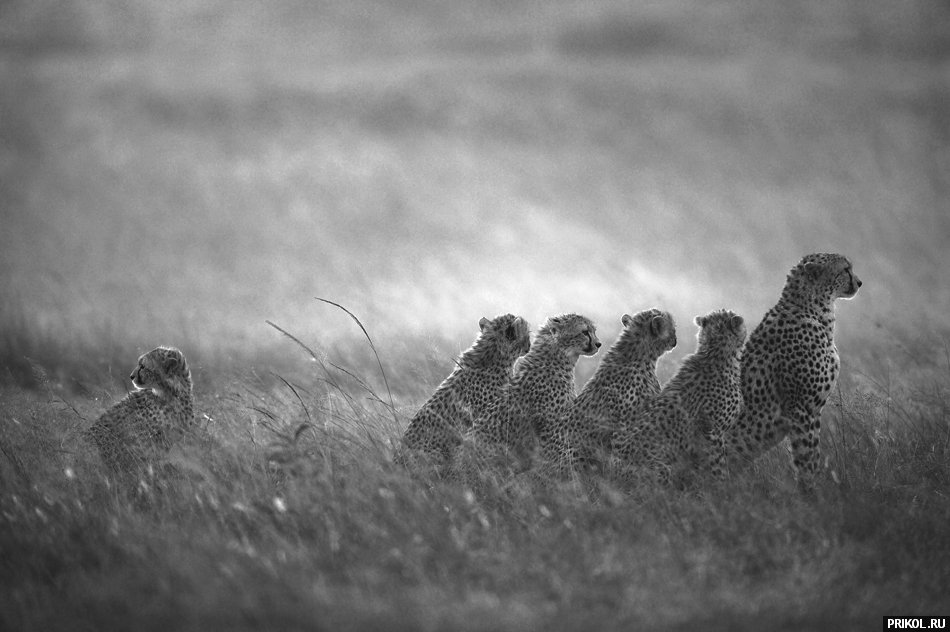 fotoprikol-13nov2009-71