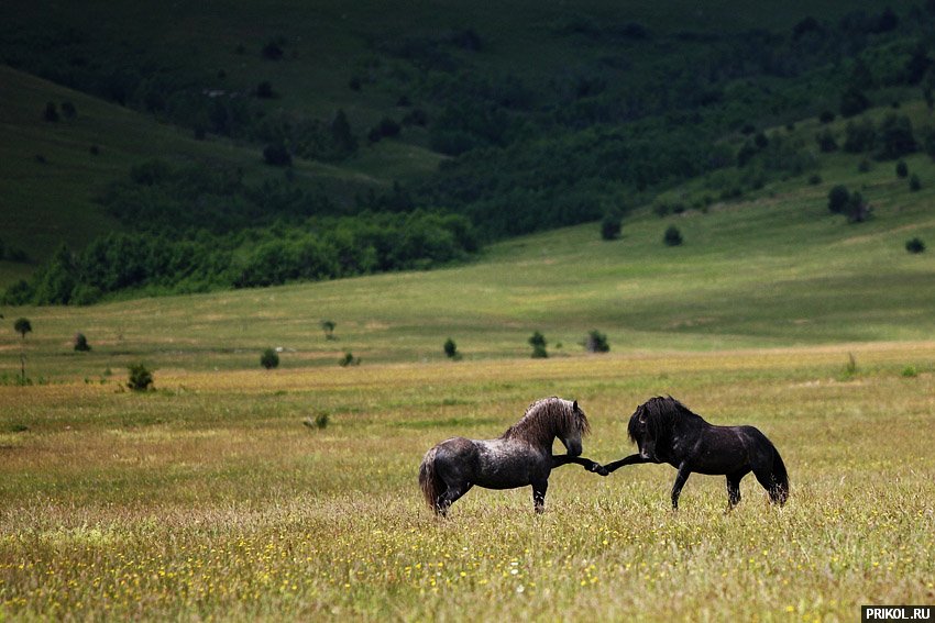 fotoprikol-13nov2009-72