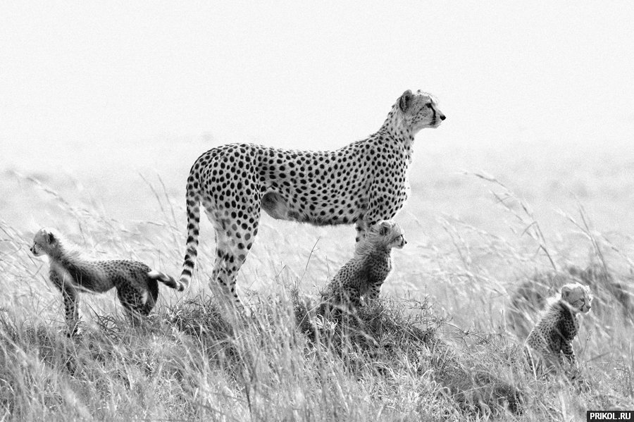 fotoprikol-13nov2009-73