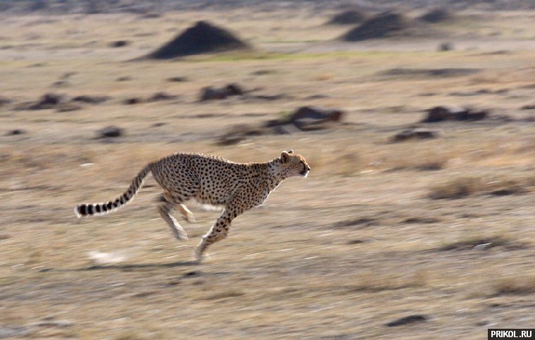 leopard-eats-hare-05
