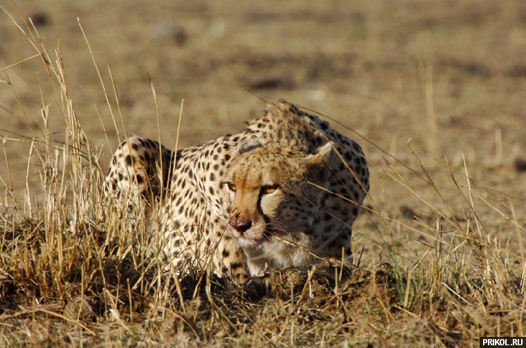 leopard-eats-hare-08