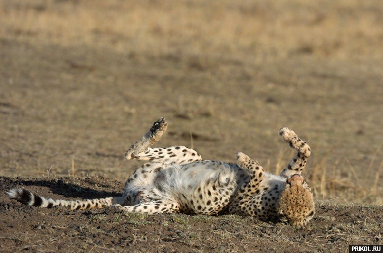 leopard-eats-hare-11