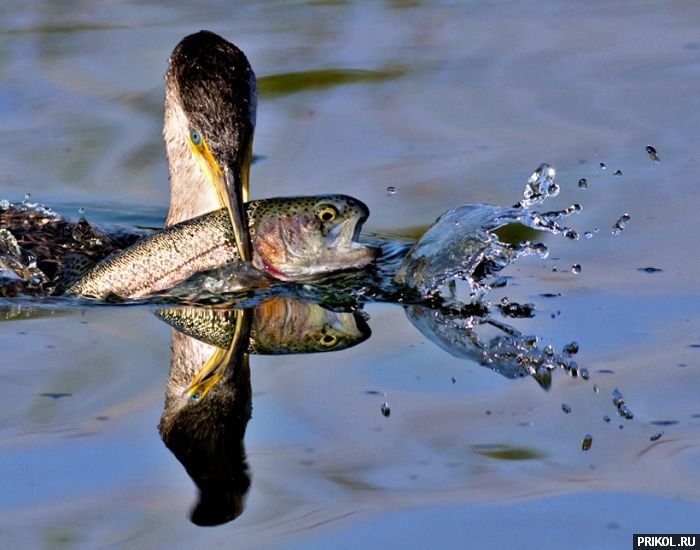 photo-prikol-201109-07