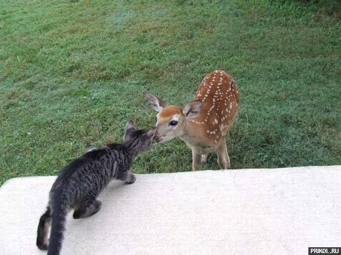 photo-prikol-201109-09