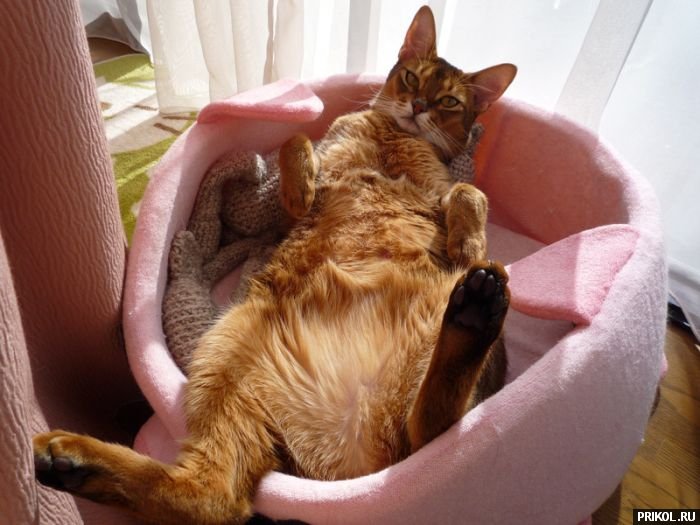 photo-prikol-201109-10