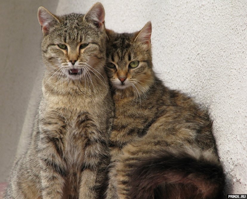 photo-prikol-201109-103