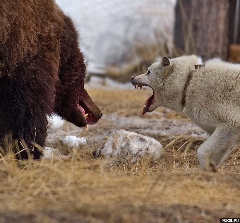 photo-prikol-201109-104