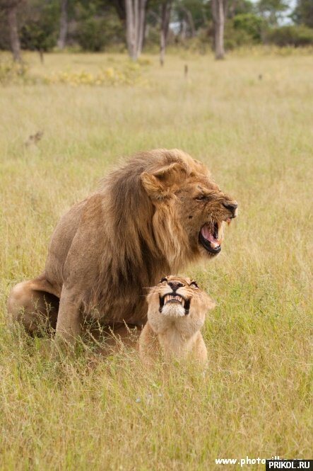 photo-prikol-201109-20