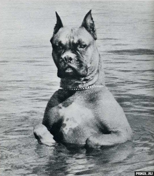 photo-prikol-201109-36