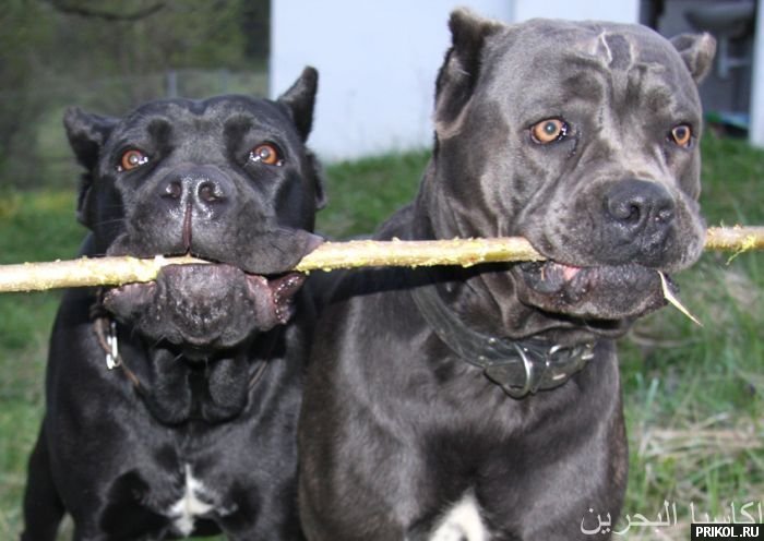 photo-prikol-201109-45