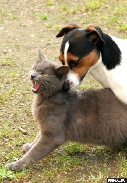 photo-prikol-201109-46