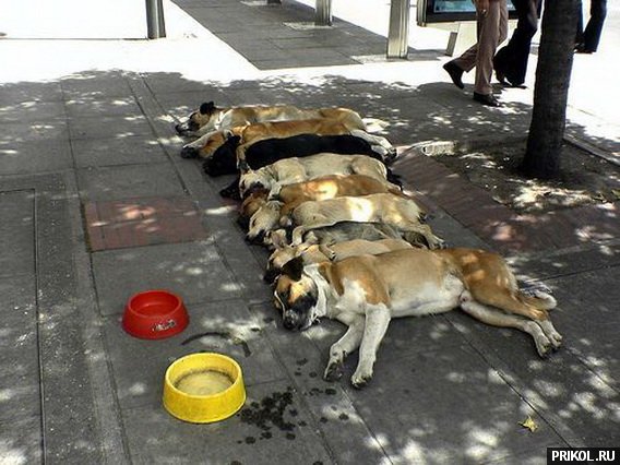 photo-prikol-201109-47