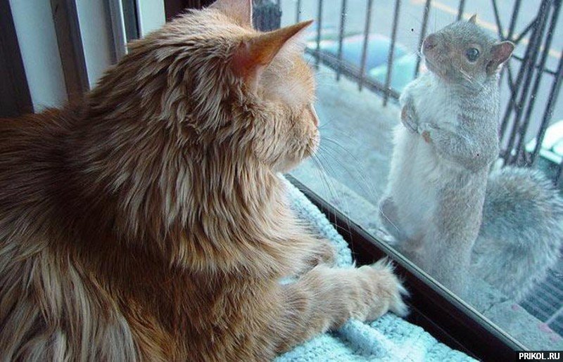 photo-prikol-201109-55