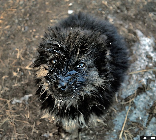 photo-prikol-201109-64