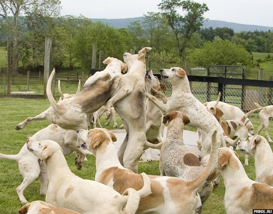 photo-prikol-201109-65