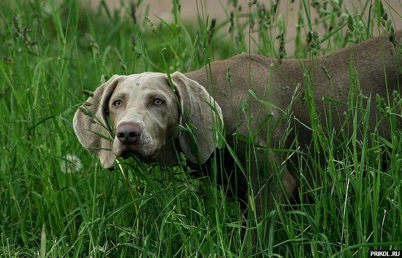 photo-prikol-201109-66