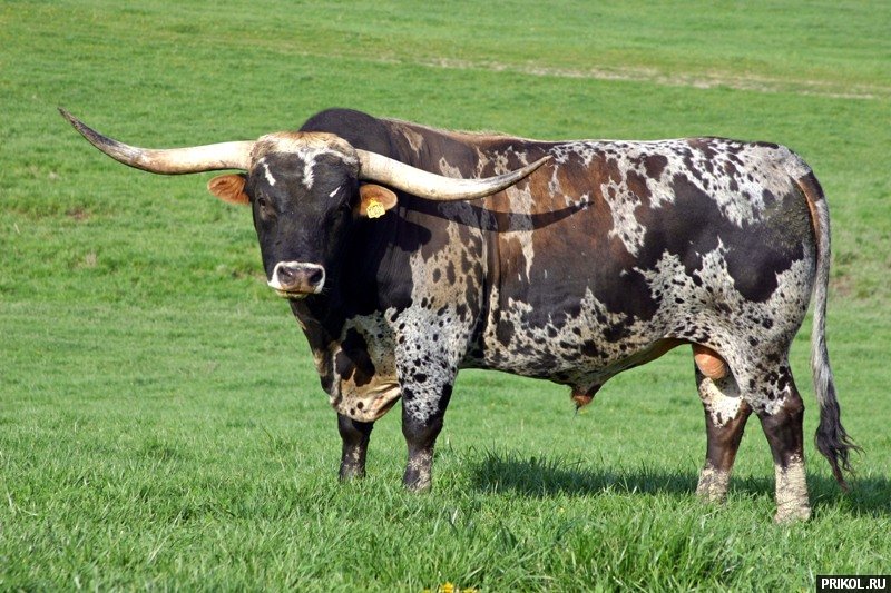 photo-prikol-201109-72