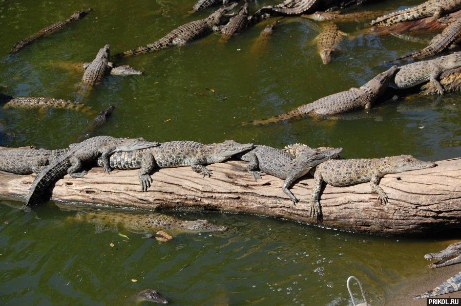 photo-prikol-201109-73