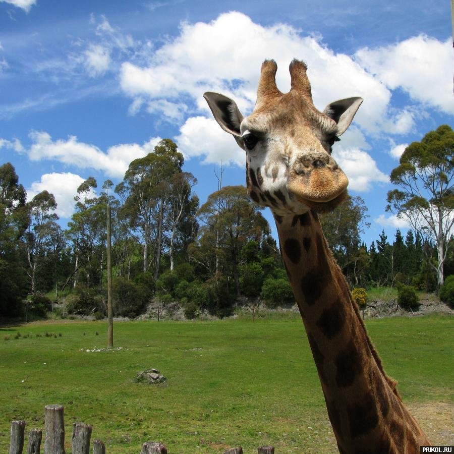 photo-prikol-201109-87