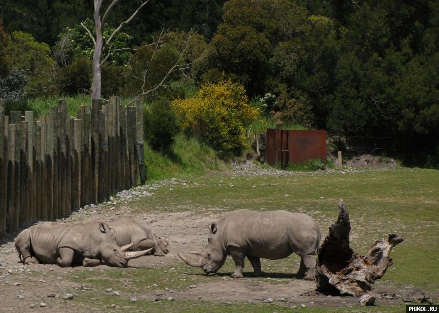 photo-prikol-201109-88