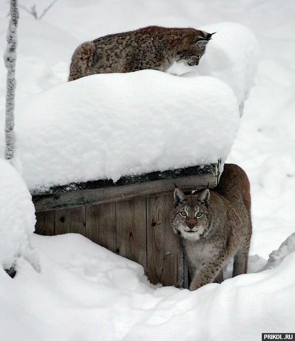 photo-prikol-201109-91