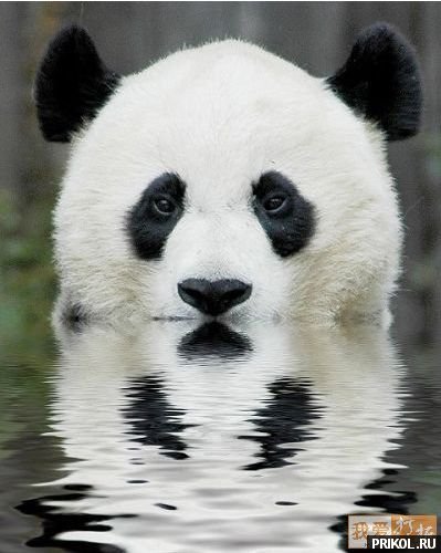 photo-prikol-201109-95