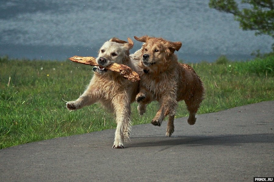 photo-prikol-201109-99