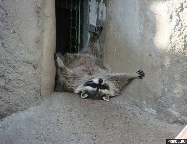 prikol-racoons-05