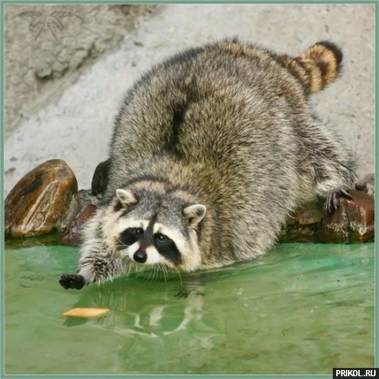 prikol-racoons-07