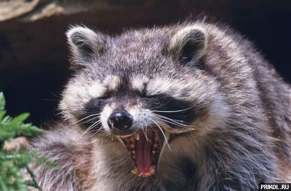 prikol-racoons-23