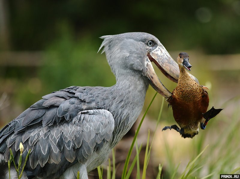 shoebill-and-duck-01