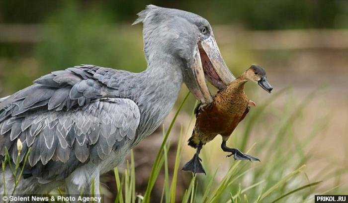 shoebill-and-duck-02