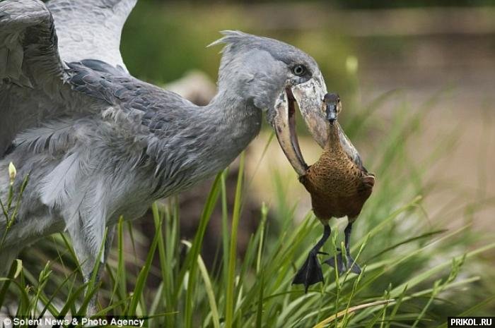 shoebill-and-duck-03