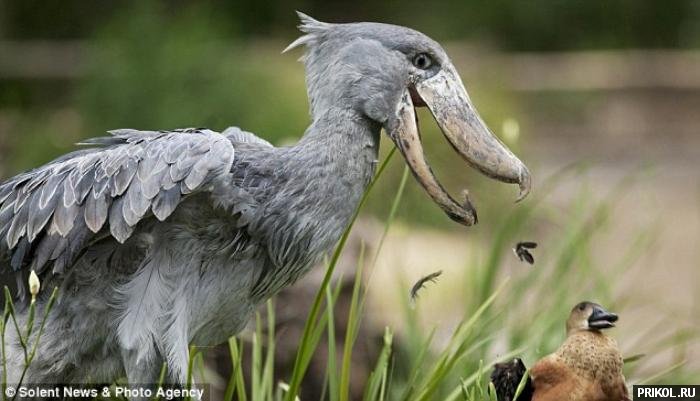 shoebill-and-duck-04