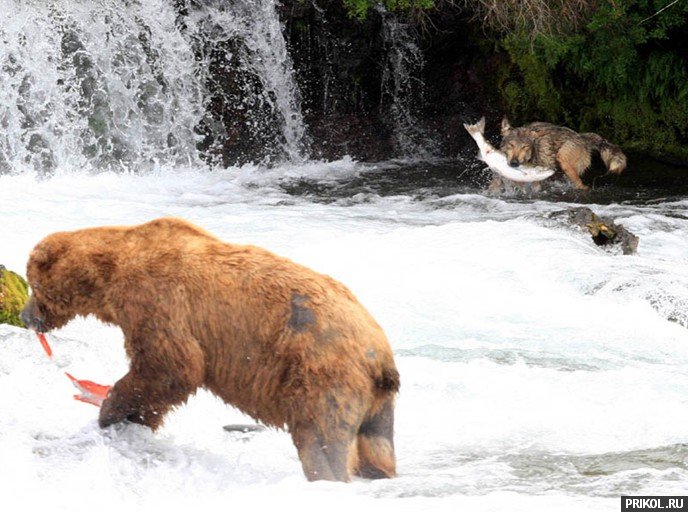 wolf-fishing-06