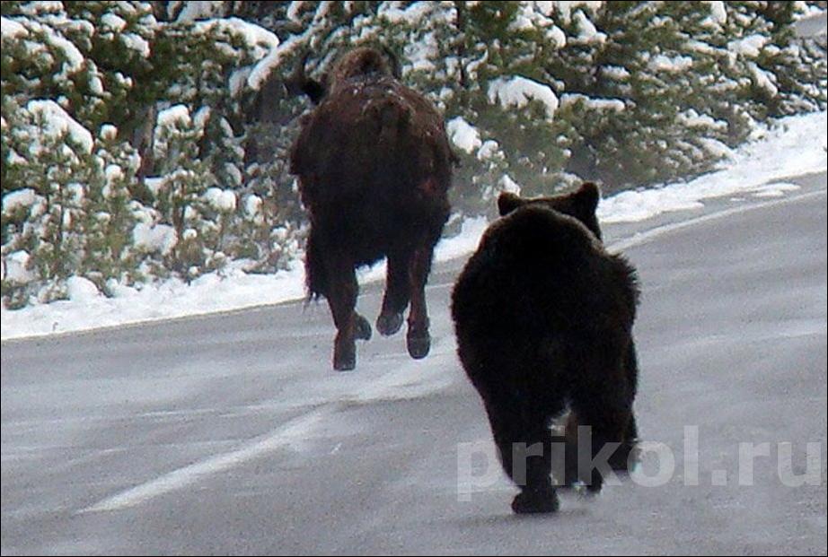 Видео медведи против. Бизон против медведя Гризли. Медведь бежит. Медведь убегает.