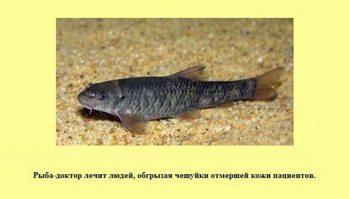 Интересные факты