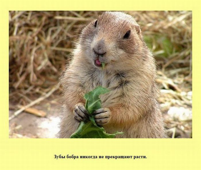 Интересные факты