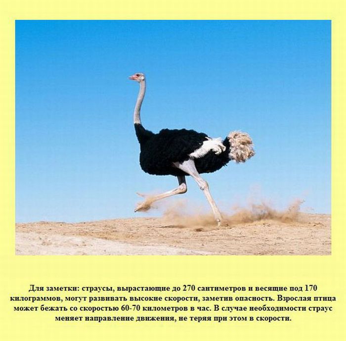 Интересные факты