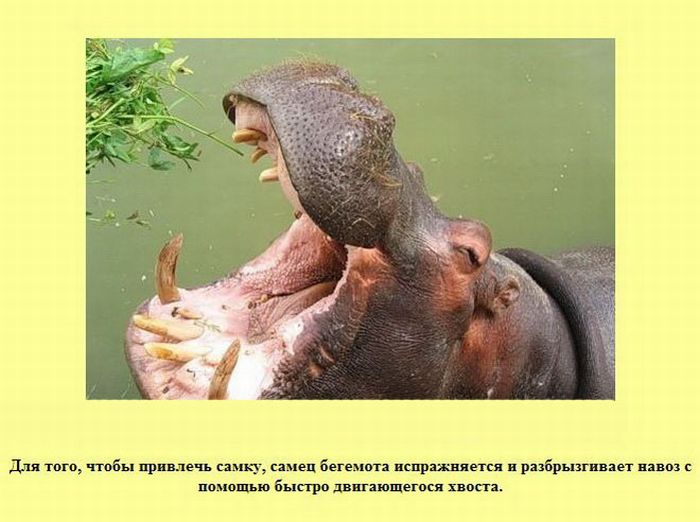 Интересные факты