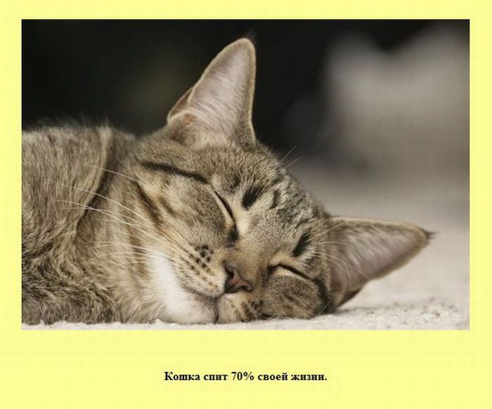 Интересные факты